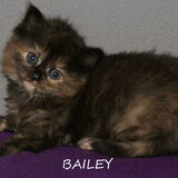 Bailey een van de kittens..