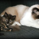 Pappa ragdoll JInx met zijn dochter Bailey..