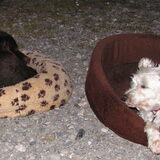 Bas en Baloe op vakantie in Frankrijk in 2005. Van wie zou welke mand…