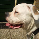 Onze Amerikaanse Bulldog van 29-8-11 en ze heet Amorino