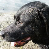 Kessie