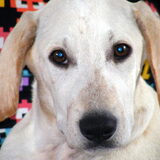 Foto van delilah, (mede)baasje van drum