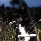 Blue mee wild kyken/zoeken.. op de hei in Gortel.