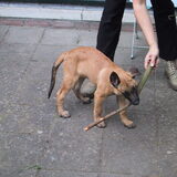 Nicky als pup