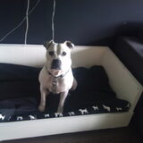 Doggy's hondenmand is gerestaureerd, had hem heel duur laten maken en…