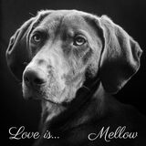 Foto van Mellow