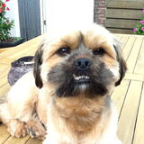 Foto van robin