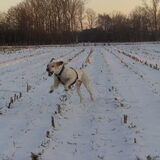 Op het ogenblik heb ik maar 1 hond meer. Pluto komt uit Spanje, een…