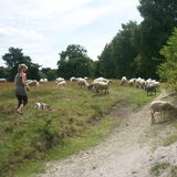 Tussen de schaapjes door wandelen.. (voor de zekerheid maar even aan de…