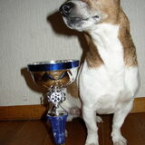 1e plaats Flyball!!!!