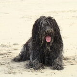 brammetje op het strand