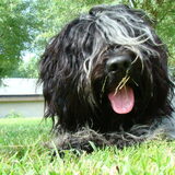 bram