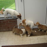 spelen met de Jacks.