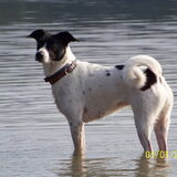 Dit is Tessa, zij is geboren in oktober 2003. Onze één na oudste draak