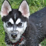 Dit is Hunter, geboren 24 januari 2012, overleden 2 oktober 2012 aan…