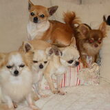 Foto van chihuahua's