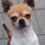 Foto van chihuahua's
