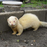 onze lieve Symba