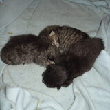 1 week oud