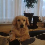 Foto van Huize Onyx  (Amber ( Rip ) Boomer ( Rip)