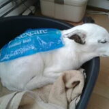 Foto van Huize Onyx  (Amber ( Rip ) Boomer ( Rip)