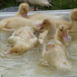 Foto van Tamara,Kallista & Marcel, Hercule †, Yordi †