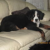 Diesel