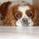 *30-04-2002 +08-07-2012 R.I.P. m'n lief manneke Bowie
