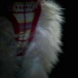 Foto van naomi <3 chinese naakthondjes