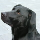 Teun