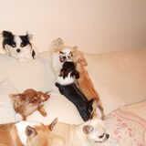 liefkozen voor chihuahua's