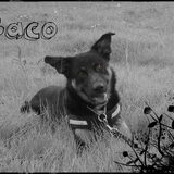 Baco