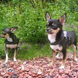 'I shall call him... Mini-Me!' Dat kleine manneke is Bartje, ook te…