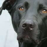 Teun