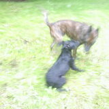 Foto van Samantha, Micah,Timmy&Timo