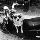 Foto van frits