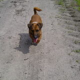Dexx in aantocht.