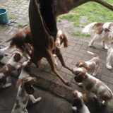 Eerste kennismaking met reewild