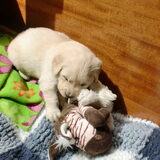 stoeien met de knuffels