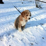 in de sneeuw