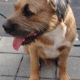 Bruno! Vuilnisbakkenrasreu van drie jaar oud. Onze teddybeer.