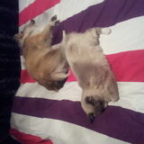 Gezellig samen met Odi in bed