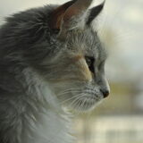 Maija