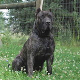 stoere dogo
