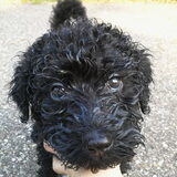 Zijn typische ondeugende, lieve, iegenwijze puppy blik :)