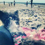 voor het eerst naar het strand! dat is wel even anders dan het…