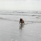 heerlijk in de zee spelen