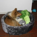 Rivka met haar nieuwe mand en verantwoorde speeltje Mr. Broccoli @ 16…