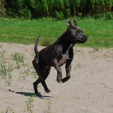 Foto van Jack