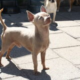 onze grijze muis